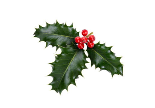 A sprig, three leaves, of green holly and red berries for Christmas decoration isolated against a transparent background.