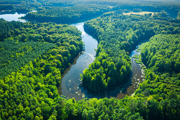 River and forests in summer. Aerial view of wildlife, Poland