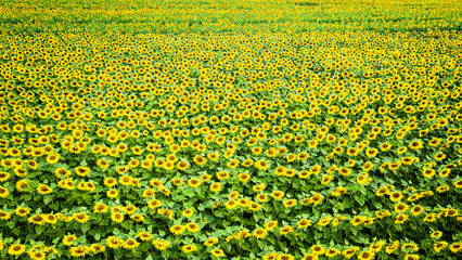 Obraz premium Big sunflower field. Aerial view of agriculture in Poland.