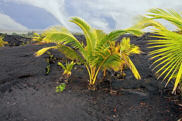 plants on the volcanic rock