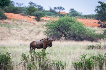 Blue wildebeest, Connochaetes taurinus, in Kalahari desert in Namibia.