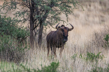 Naklejka na ściany i meble Blue wildebeest, Connochaetes taurinus, in Kalahari desert in Namibia.