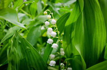 lily of the valley