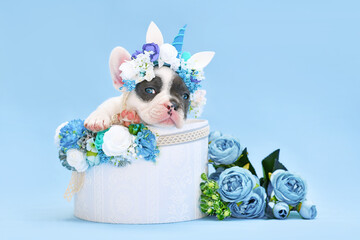 Blue pied French Bulldog dog puppy with unicorn headband with horn peeking out of box with flowers...