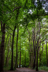 Friston Forest