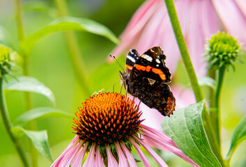 Rusałka admirał © Monika