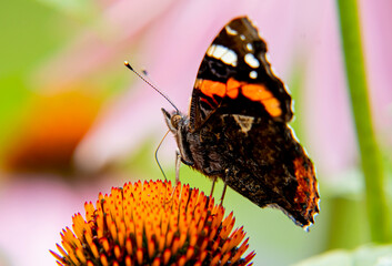 Rusałka admirał © Monika