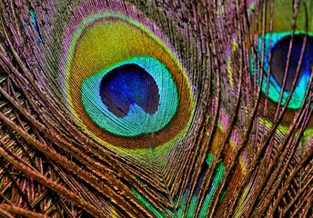 Obraz premium Feather. Feather texture. Feather background. Peacock feather. Peafowl feather. Mor pankh. Bird feather. Feathers. Natural background. Colorful background.