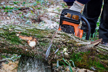 Following a hurricane, tree fell the forest and was cut down with chainsaw in ecological disaster