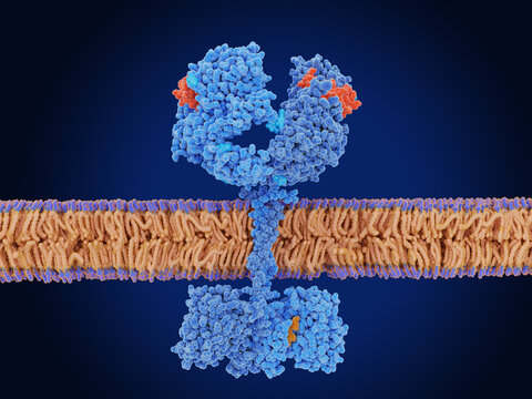 The Epidermal Growth Factor Receptor Activated By EGF