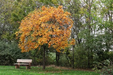 Autumnal landscape at park of birds in Villars les Dombes, France