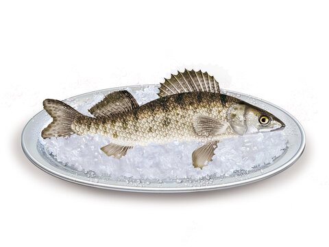 gardon  ,  poisson, plateau, glace pil&eacute;, fra&icirc;cheur, frais, p&ecirc;che, aliment, mer, animal, ailette, sain, queue, fond blanc, attraper, repas, cuisiner, plat, viande