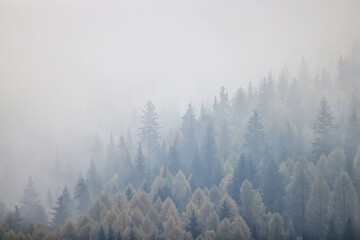autumn fog landscape forest mountains, trees view mist