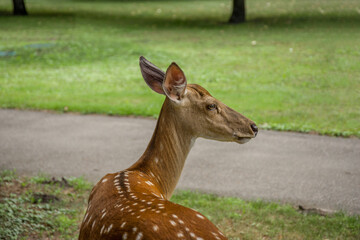 Deer on the lawn in the forest