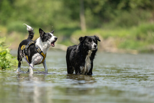 two  funny dogs in the low water in the lake - border collies