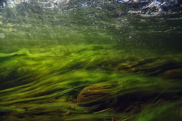 underwater fresh water green background with sun rays under, water