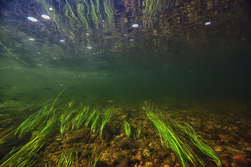 green algae underwater in the river landscape riverscape, ecology nature