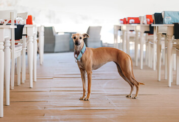 Beautiful dog standing in center of summer terrace of cozy restaurant. Beautiful background for design, banner, greeting card, festive poster, special event invitation.