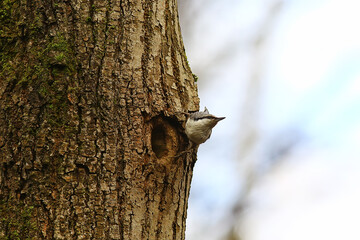 nuthatch at the hollow, little forest bird nest, spring in the wild nature