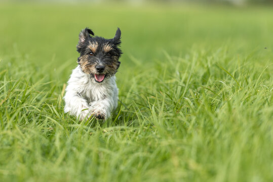 Cute funny small Jack Russell Terrier dog is running  in a green meadow in the season spring