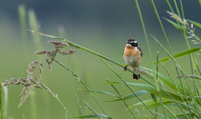 Whinchat(Saxicola rubetra )sitting on blade of grass