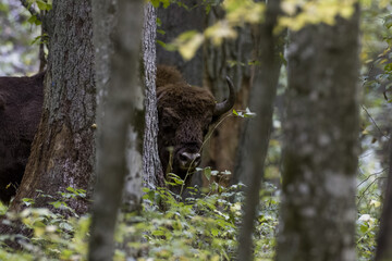 European bison(Bison bonasus) male head