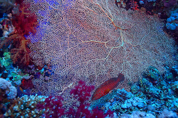 coral reef background, underwater marine life ecosystem ocean sea