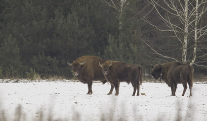 Group of European Bison(Bison bonasus) in winter