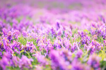 Fototapeta na wymiar blue spring small flowers springtime background