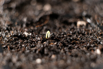 Growing tomatoes from seeds, step by step. Step 4 - the first sprout.