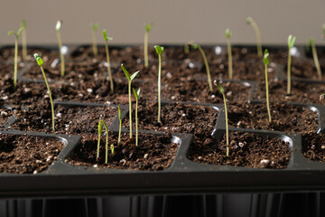 Growing tomatoes from seeds, step by step. Step 6 - many sprouts sprouted.
