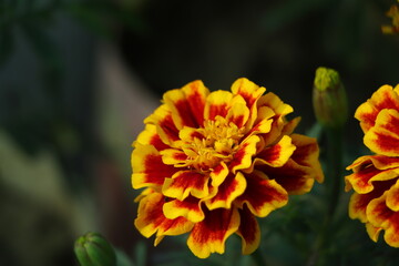 French marigold on garden (Tagetes patula)