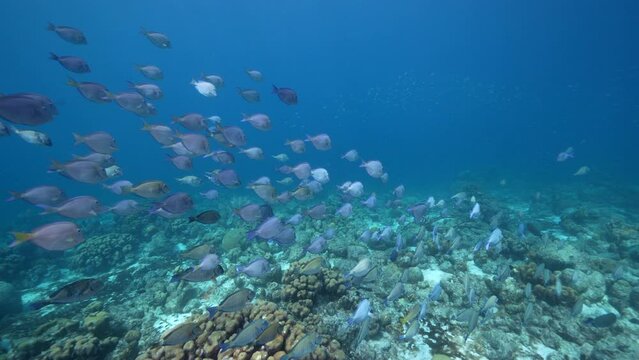FPV 4K 120 fps Super Slow Motion: Seascape with School of Fish, Surgeonfish in the coral reef of the Caribbean Sea, Curacao
