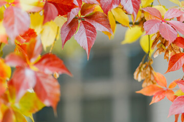 Red and green leaves of Parthenoc ssus quinquefolia Virginia creeper . Multicolored leaves of wild...