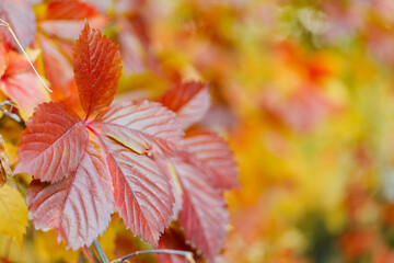 Red and green leaves of Parthenoc ssus quinquefolia Virginia creeper . Multicolored leaves of wild grapes in autumn. Copy space