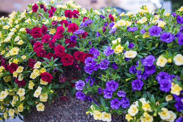 Field and decorative flowers Petersburg