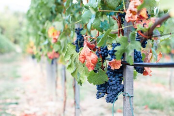 Vineyards with ripe blue grapes. Autumn harvest in French countryside plantation. Agriculture and...