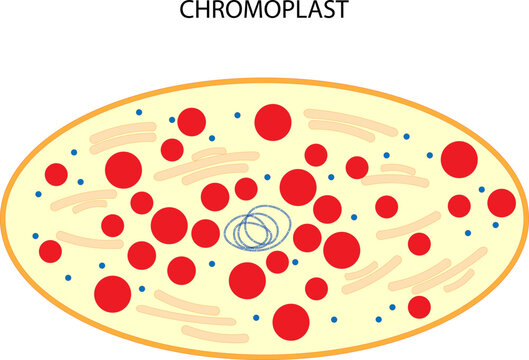 Chromoplast (plastid)