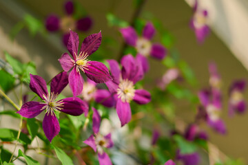 Obraz premium クレマチス ミケリテ