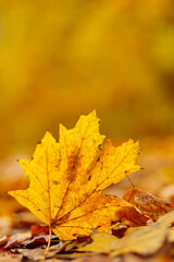 Yellow maple leaves lie on the ground, close-up. Autumn background with fallen maple leaves. Copy space