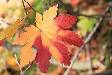 紅葉