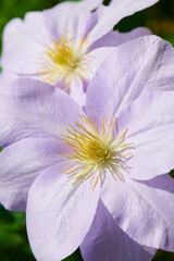 クレマチス　ルイーズ・ロウ