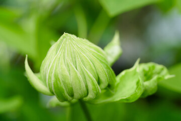 クレマチス　ダッチェス・オブ・エジンバラ