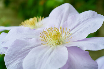 クレマチス　ルイーズ・ロウ