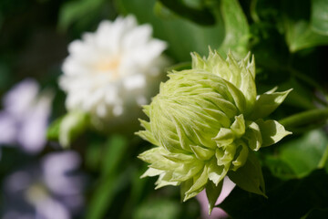 クレマチス　ダッチェス・オブ・エジンバラ