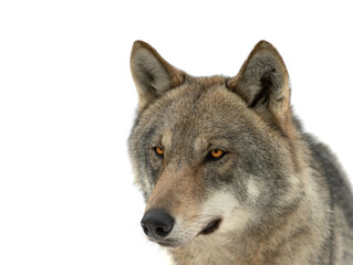 gray wolf portrait isolated on white background