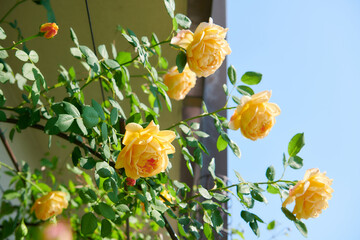 薔薇　ゴールデン・セレブレーション