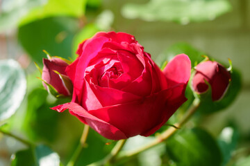 薔薇　ルージュ・ピエール・ドゥ・ロンサール