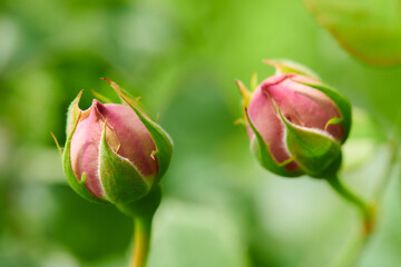 薔薇　アンブリッジローズ