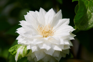 クレマチス　ダッチェス・オブ・エジンバラ